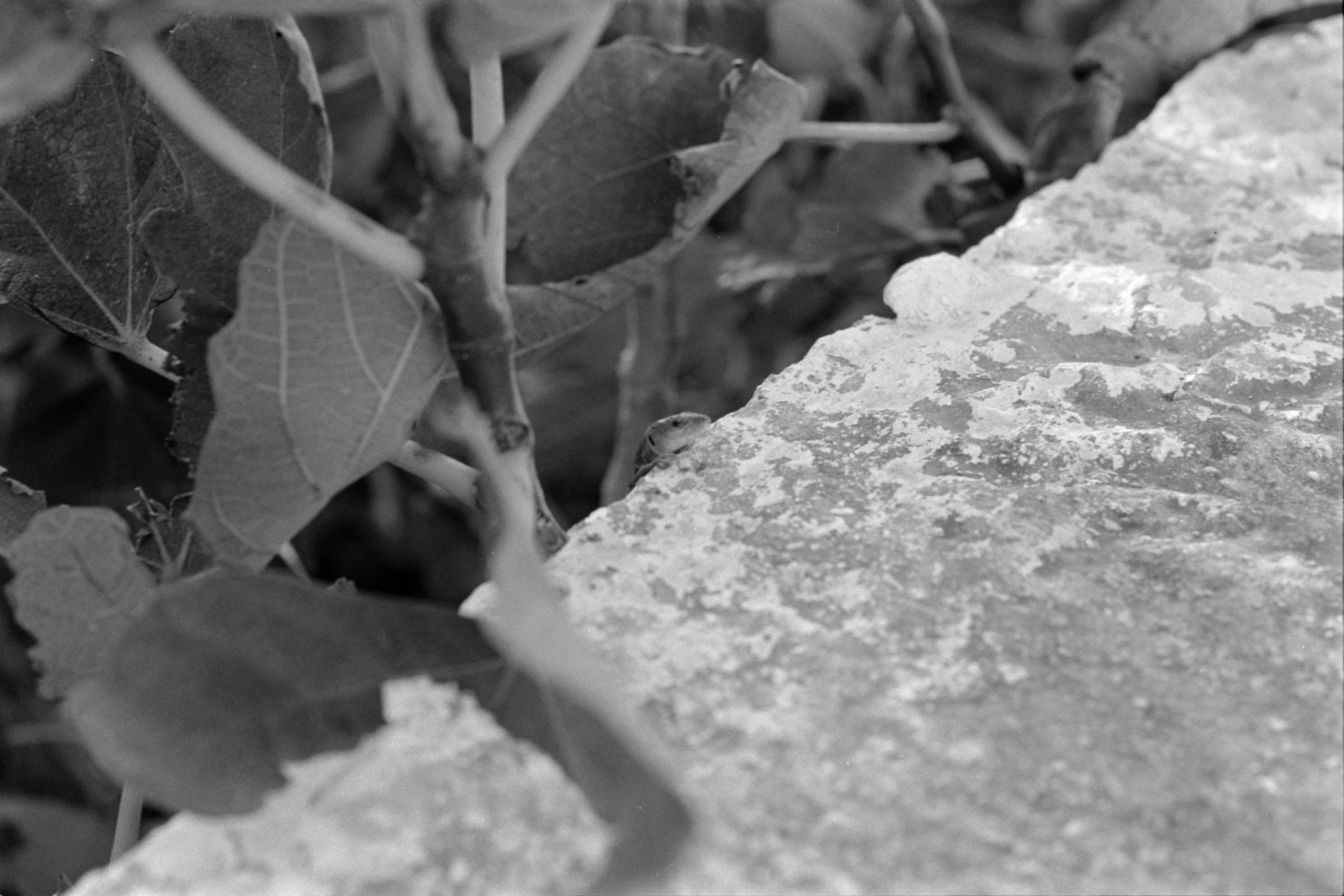 AHP F1991 09 005 sc250507 img02 NLP